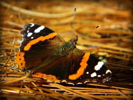 Farfalla Vanessa Atlanta d'inverno su aghi di pino