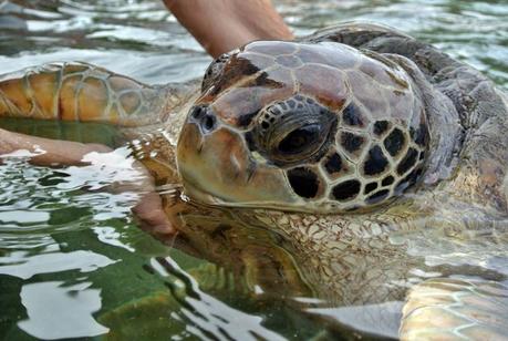 In diretta da Costa Atlantica: scalo a Grand Cayman.