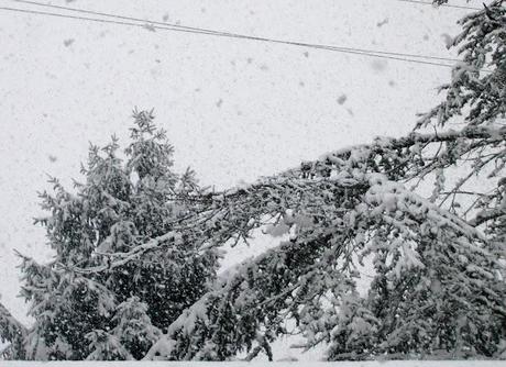 Dalle mie finestre: 1-2-3-febbraio 2012 Neve Fu!!!