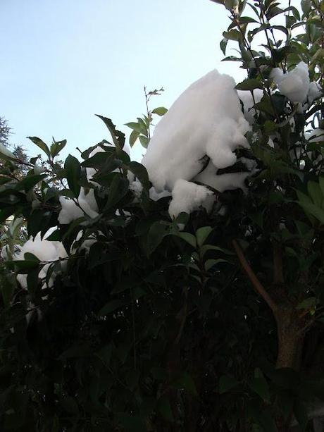 Dalle mie finestre: 1-2-3-febbraio 2012 Neve Fu!!!