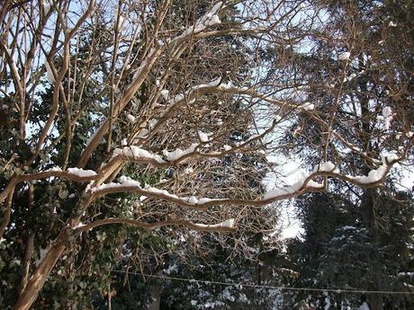 Dalle mie finestre: 1-2-3-febbraio 2012 Neve Fu!!!