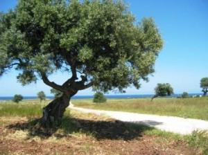 CicloTurismo Puglia. “Vie Verdi” di Brindisi: Via Traiana