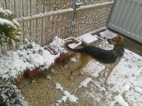 ...spaghetti alla carbonara con spinaci e...la neve!...