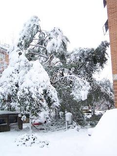 La neve a Roma