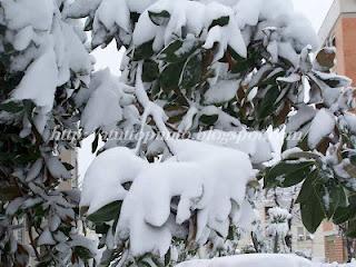 La neve a Roma