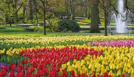 Keukenhof 2012