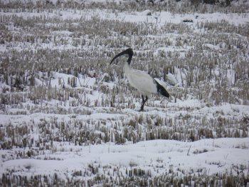 L’Ibis si sarà detto…