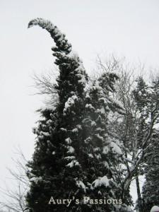 A spasso nella neve // Walking in the snow