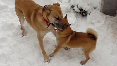 Neve a Roma 03 febbraio 2012