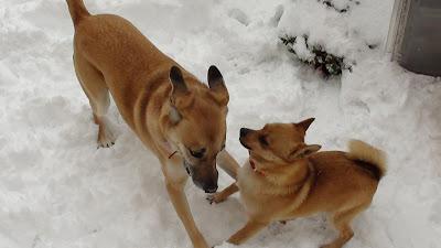 Neve a Roma 03 febbraio 2012