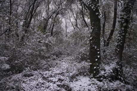 Fiocchi di neve sul cupolone