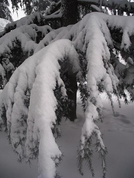 A proposito di neve