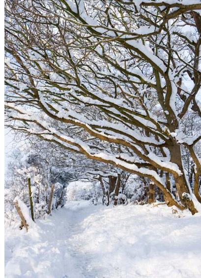 Alberi sotto la neve