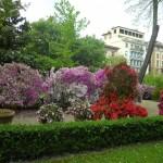 collezione delle azalee all'orto Botanico di Firenze