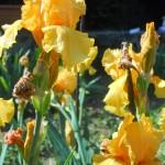 giaggioli gialli al giardino dell'iris a Firenze
