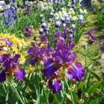 Giardino dell'Iris trionfo di colori