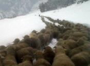 pecore tracciano sentiero nella neve, salvi isolamento. FOTO