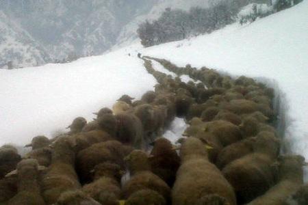 pecore tracciano il sentiero nella neve copertina 400 pecore tracciano sentiero nella neve, salvi da isolamento. FOTO