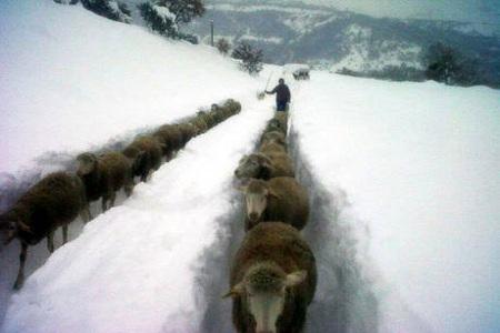 pecore tracciano il sentiero nella neve 400 pecore tracciano sentiero nella neve, salvi da isolamento. FOTO