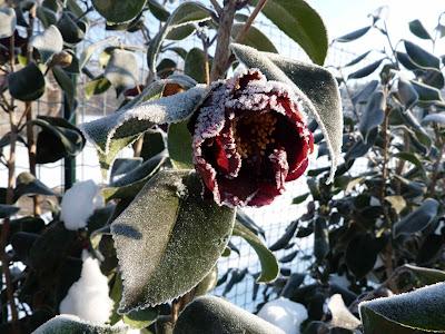 SUI COLORI CHE CAMBIANO ovvero SFUMATURE