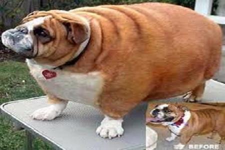 cane obeso 3  Cani e Gatti obesi in U.S.A. FOTO