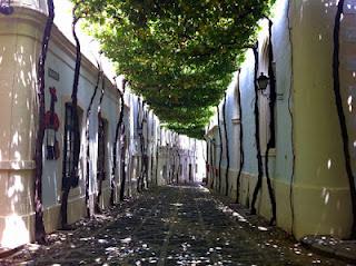 un vigneto strabiliante