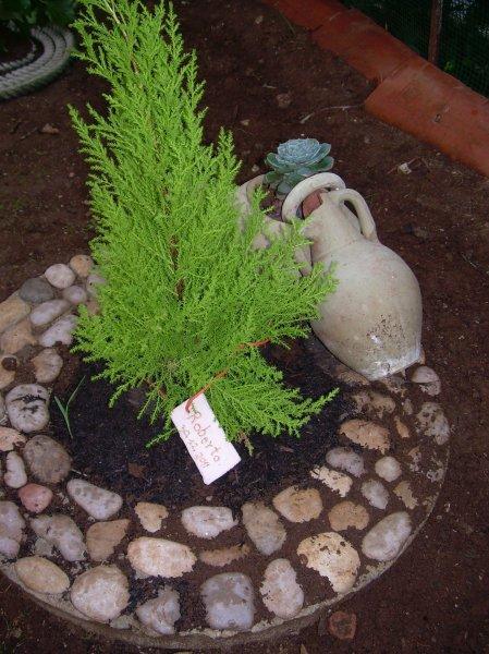 A San valentino? Regala un albero col nome dell’amato