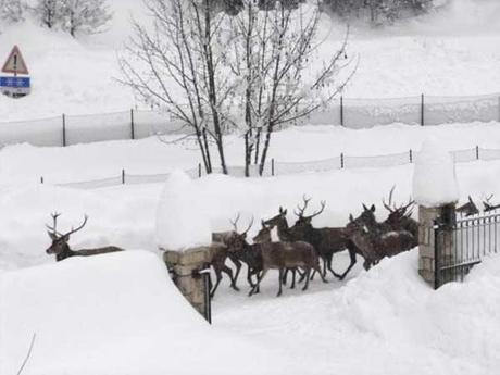 Abruzzo, cervi in giro per il paese!