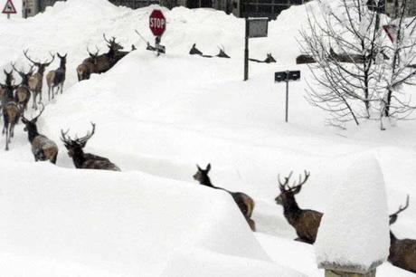 Abruzzo, cervi in giro per il paese!