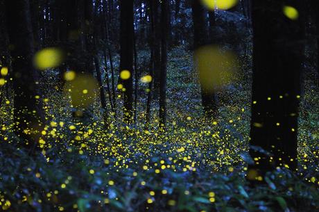 Il pensiero fotografico: l’incanto delle lucciole, di Tsuneaki Hiramatsu