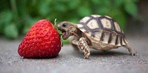 Turtle-Wants-Strawberry.jpg