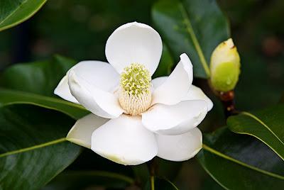 UNA MAGNOLIA TUTTA NUOVA SI CHIAMA LITTLE GEM