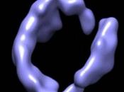 Digital Image/ Prima immagine proteina. facile osservare struttura