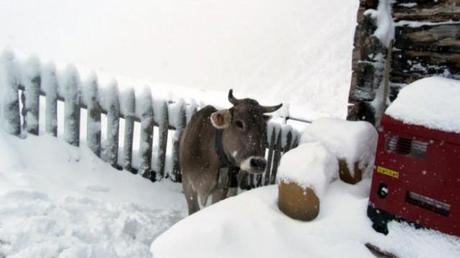 animale nella neve