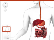 Lezione interattiva imparare l’anatomia
