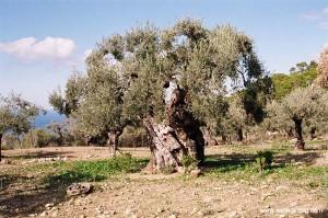 olivo pianta ulivo