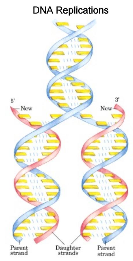 Il DNA e il ciclo vitale di una cellula
