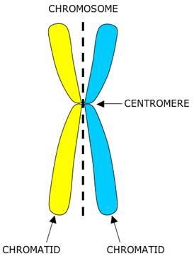 Il DNA e il ciclo vitale di una cellula