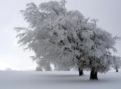 Appello emergenza neve freddo