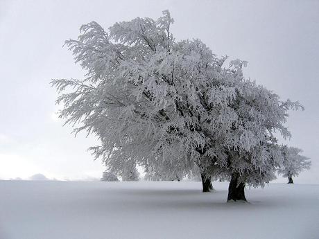 Appello emergenza neve e freddo