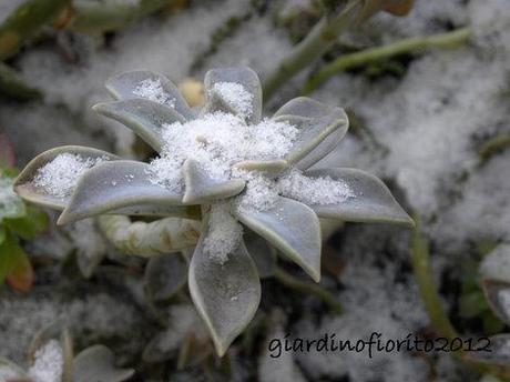 La neve che mai si accumula. Emily Dickinson