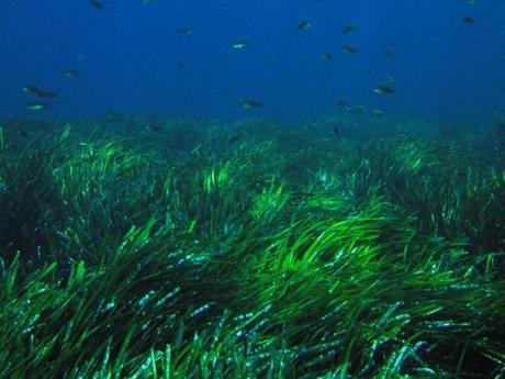 L’organismo più antico del Pianeta vive nel Mediterraneo. E’ la Poseidonia Oceanica