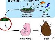 Stem Cell Story: Storia Staminali