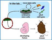 A Stem Cell Story:  Una Storia Di Staminali