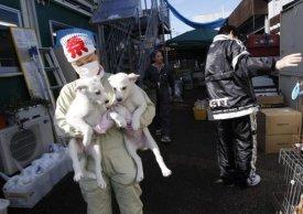 Gli animali di FUKUSHIMA e il cambiamento dell'ecosistema Giapponese