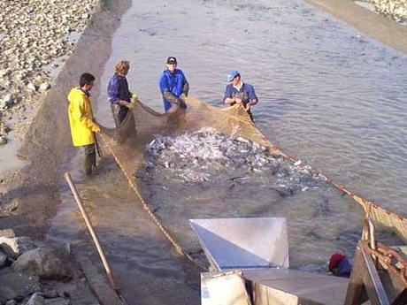 Google Earth controlla pure i pesci, controlla pescatori e pescato