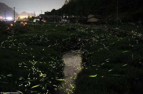 Fotografi Giapponesi: Tsuneaki Hiramatsu fotografa le lucciole nella notte