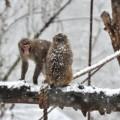 Bioparco di Roma: Animali in settimana bianca!