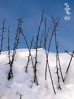 Sulla neve di Bologna!