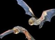 Guida: Come riconoscere pipistrelli Nord America